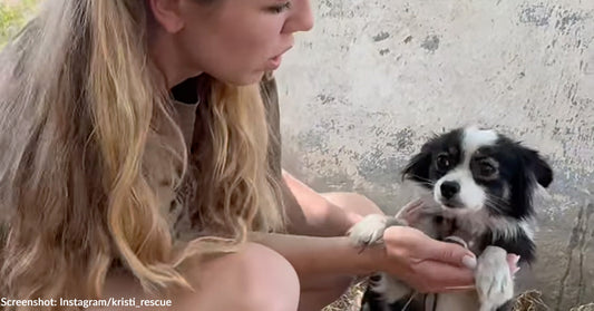 Abandoned Ukrainian Dogs Left Chained in Yard Finally Rescued