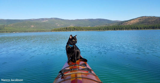 Rescue Cat Loves to Go on Adventures, Even on a Kayak