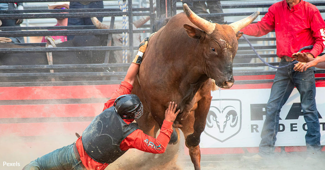 Venezuelans Battle to Ban Bullfighting Amidst Cruelty Concerns