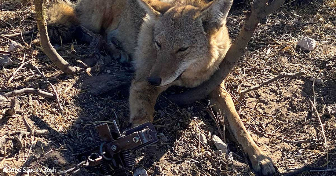 Inadequate Laws Leave Vermont's Wildlife in Perilous Hands