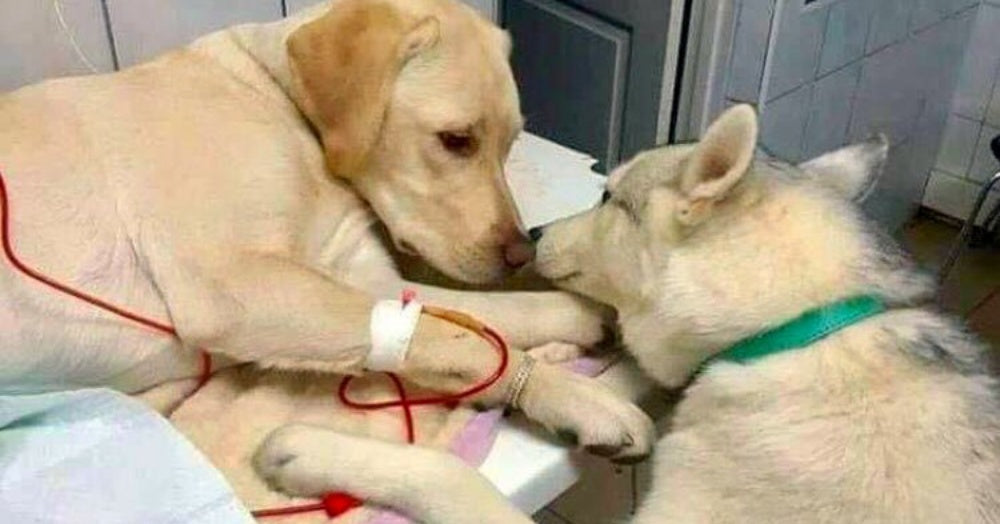 Veterinarian Has A Comfort Dog Assistant To Soothe Sick, Scared Pets