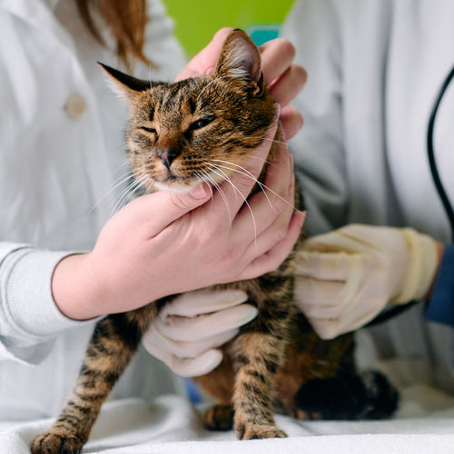 Veterinarians gently examine a tabby cat on a table, checking its health.