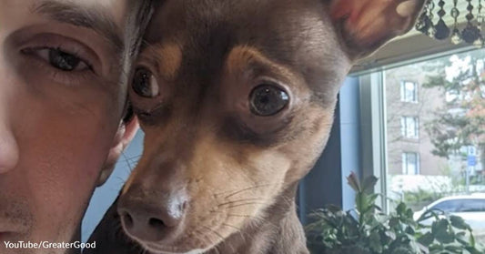 This Video Editor's Dog Likes to Watch Him Edit Videos of Dogs