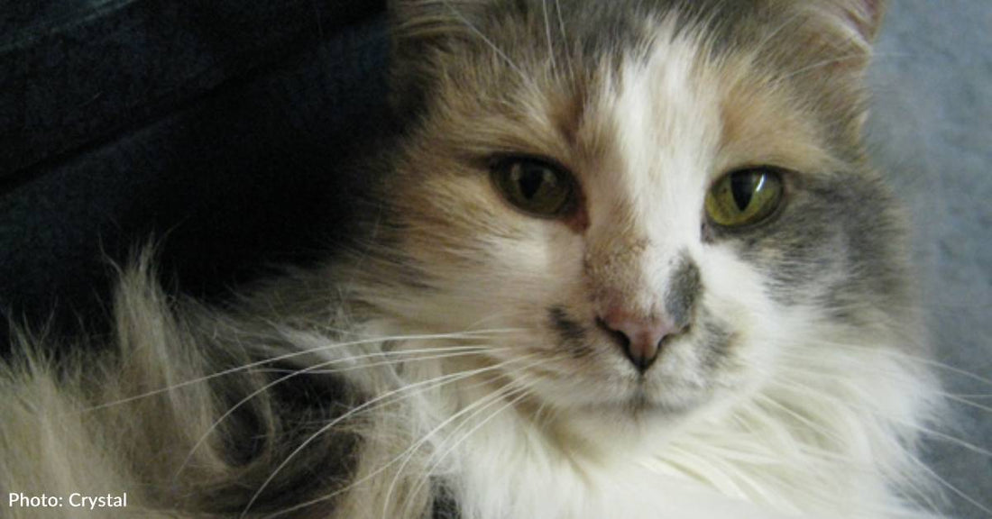 Cat Travels 40 Miles On Her Own Before Ending Up on Stranger's Doorstep