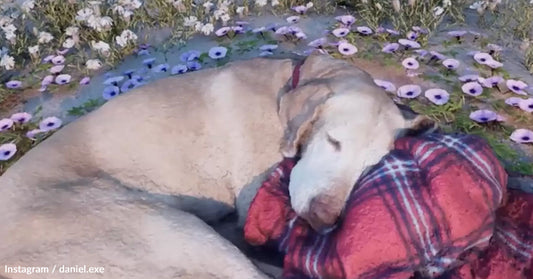 A yellow Labrador lies sleeping on a red blanket surrounded by purple and white flowers.