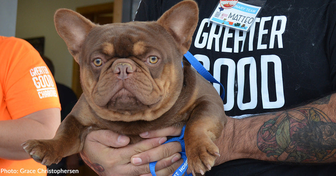 brown french bulldog held by man in black shirt