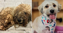 Wahl Dirty Dogs Contest Winners for 2026