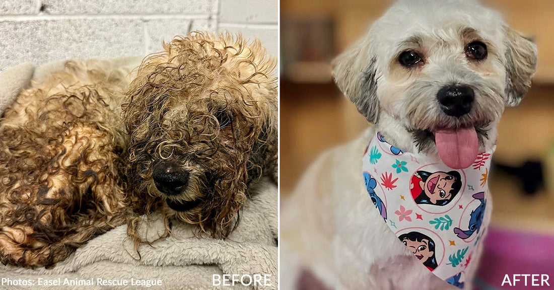 Wahl Dirty Dogs Contest Winners for 2026