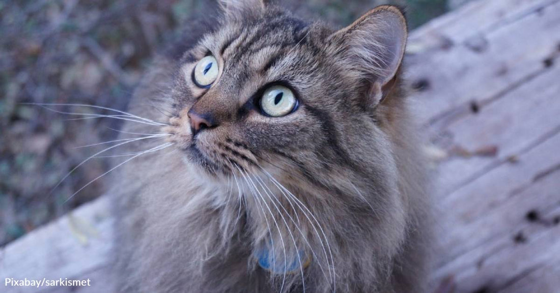 Young Cat with FIV Rescued, Now Living it Up as Senior Cat