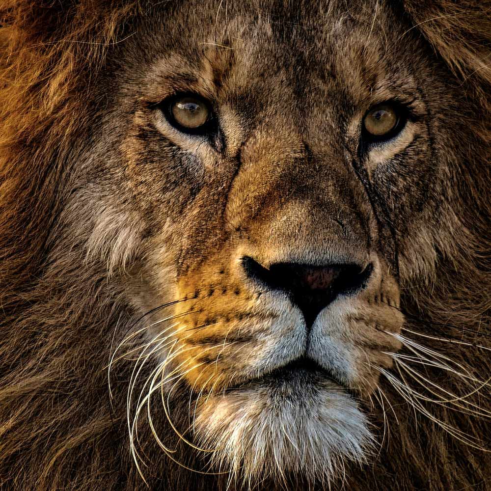Support Washington’s Move To Protect Wild Animals From Circus Suffering