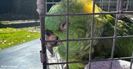 Starving Parrot Left After Owner’s Death Slowly Comes Back To Life