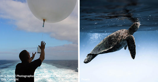 Thousands of Sea Turtles Face Peril as Balloon Pollution Chokes Oceans