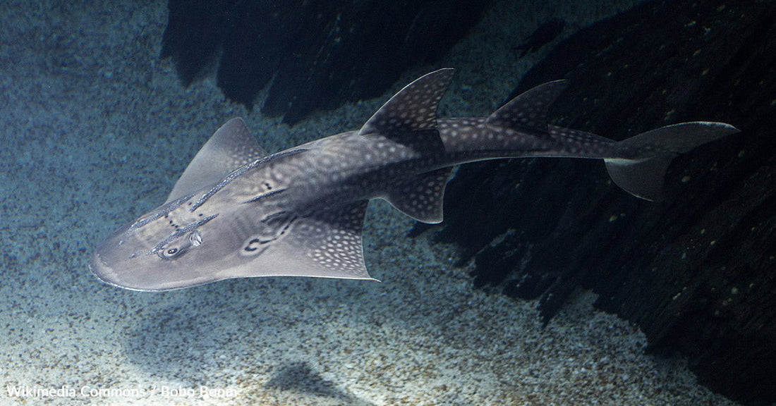Rare Drone Sighting Captures One of the Last Wedgefish Alive