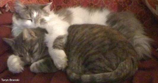 'We Can't Not Take Both': Couple That Only Wanted One Kitten Falls in Love with Littermates