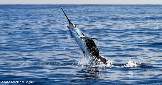 Join the Conservation Efforts to Save the Western Atlantic Blue Marlin