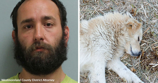 Split image of a bearded man’s mugshot beside a large white dog lying on straw with its eyes closed.