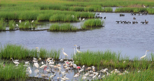 Large group of wading birds gathered in a coastal wetland, feeding among patches of tall marsh grass in shallow water.