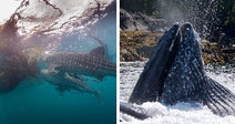 On the left, whale sharks swim beneath a fishing net in blue ocean water; on the right, a humpback whale lunges above the surface near a rocky coastline.