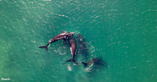 Whales Use Poop Clouds to Fend Off Orca Attacks in Dramatic Ocean Showdown