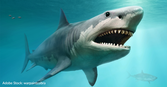 What Caused The Megalodon - The Largest Shark That Ever Lived - To Go Extinct?