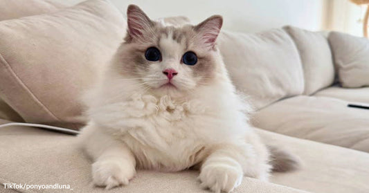 Fluffy white-and-gray ragdoll cat sitting upright on a light-colored couch.