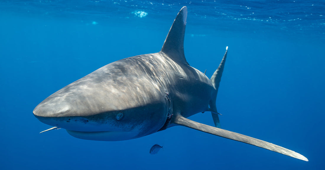 Close-up of a shark swimming in clear blue water, showcasing its streamlined body.