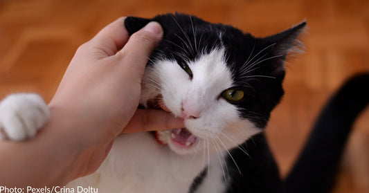 Why Cats Bite & How To Stop It