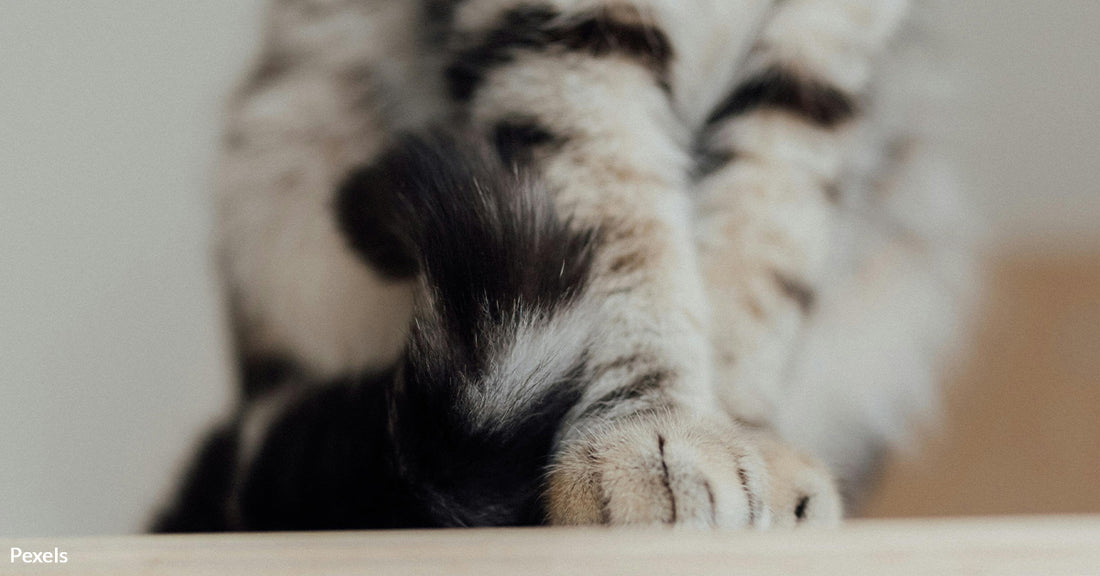 Why Your Cat’s Kneading Habit Might Be Telling You More Than You Think