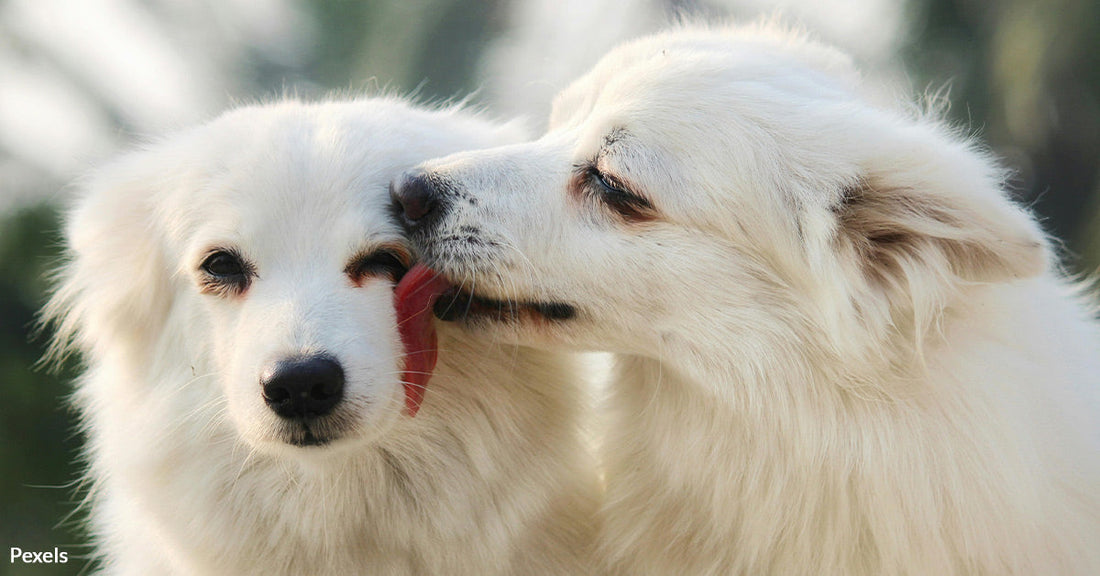 Why Do Dogs Lick So Much? Learn the Surprising Truth Beneath Every Slobbery Greeting