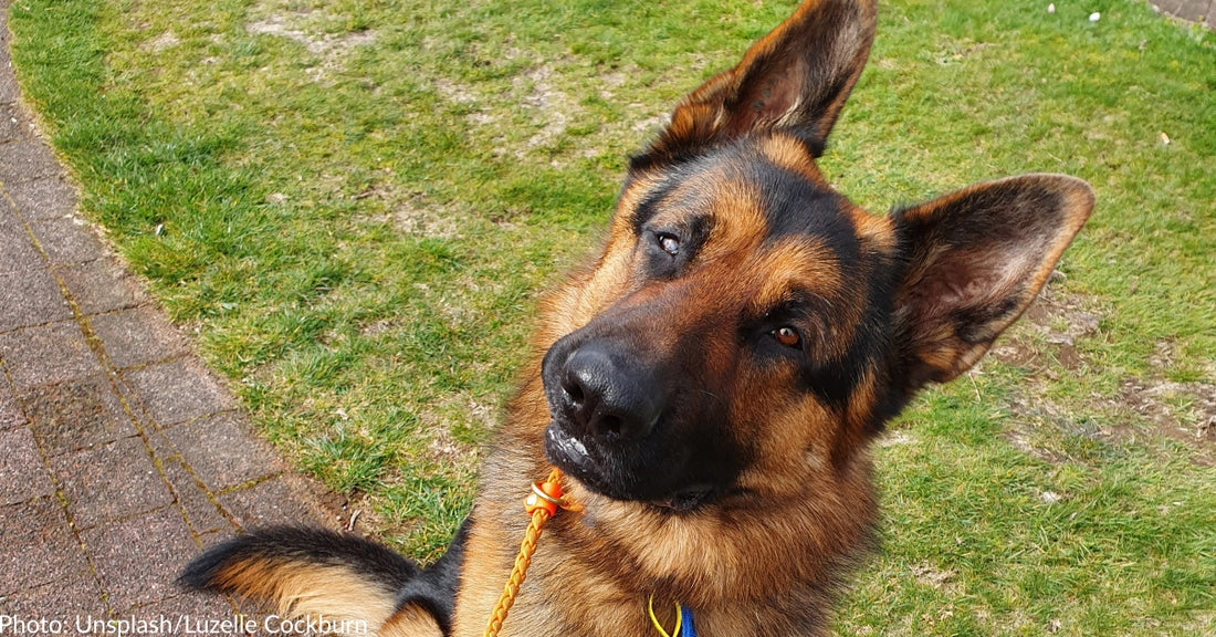 Why Do Dogs Tilt Their Heads When We Talk To Them?