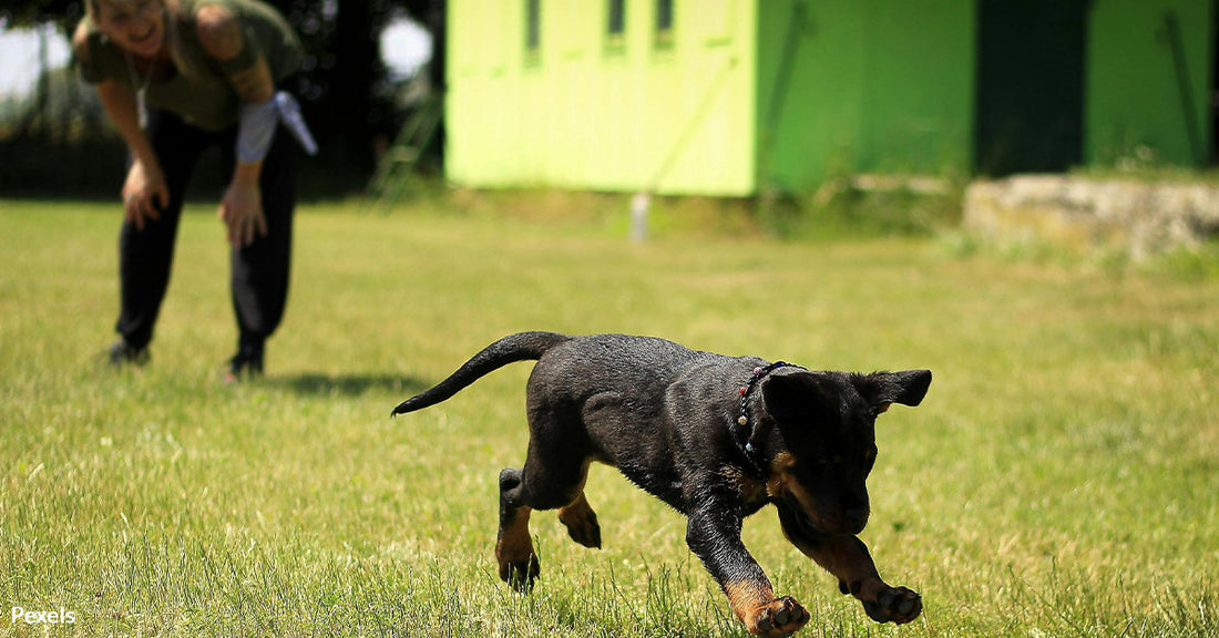 Discover Why Your Pets Are Suddenly Racing Around the House