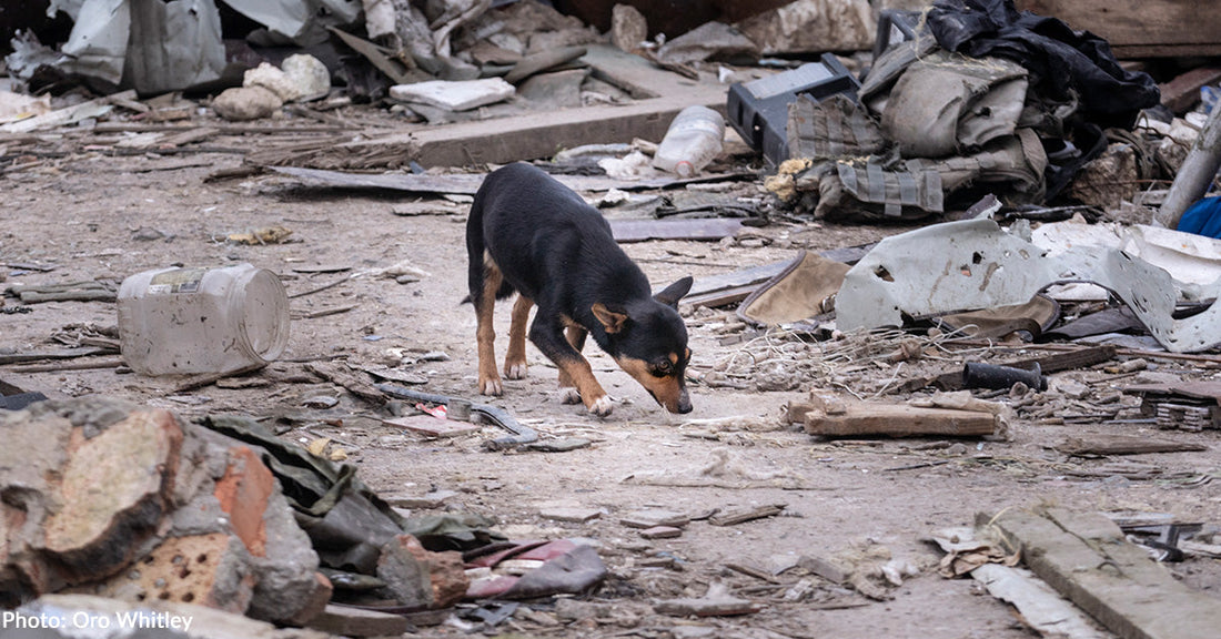 Why We Stand With Ukraine and How You Can Help