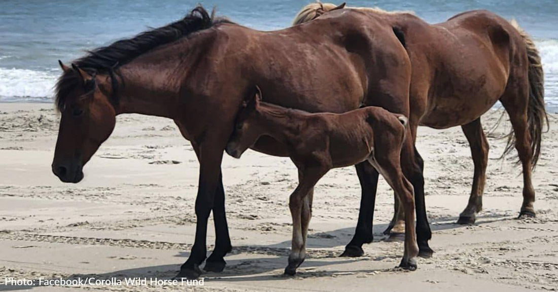 Outer Banks Wild Horses Welcome 6th Foal of The Season