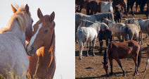 On the left, two horses — one gray, one chestnut — stand close together in tall grass; on the right, a large herd of mixed-color horses mills about on open.