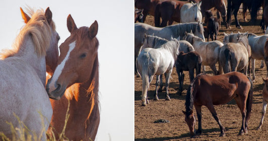 On the left, two horses — one gray, one chestnut — stand close together in tall grass; on the right, a large herd of mixed-color horses mills about on open.
