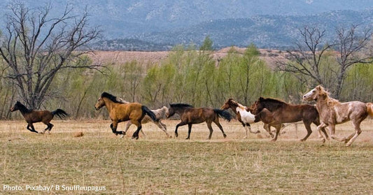 Band Of Wild Horses Evade Capture During Helicopter Roundup In Utah