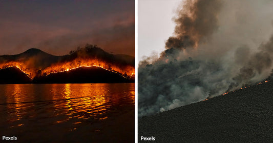 Ocean Habitats Under Assault As Toxic Ash From Wildfires Descends