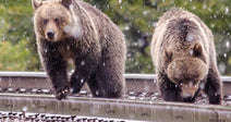 Stop The Wildlife Slaughter On Canada’s Rail Lines