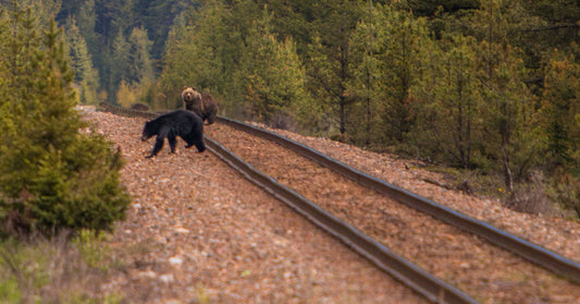 Two bears crossing a railroad track surrounded by lush trees.