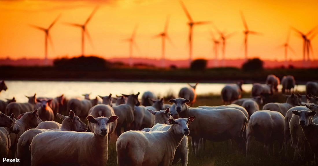 Wind Turbines Killing Birds and Bats in Alarming Numbers