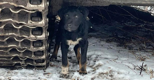 Homeless Animals in Ukraine Face Life-Threatening Cold Temperatures, They Need Our Help