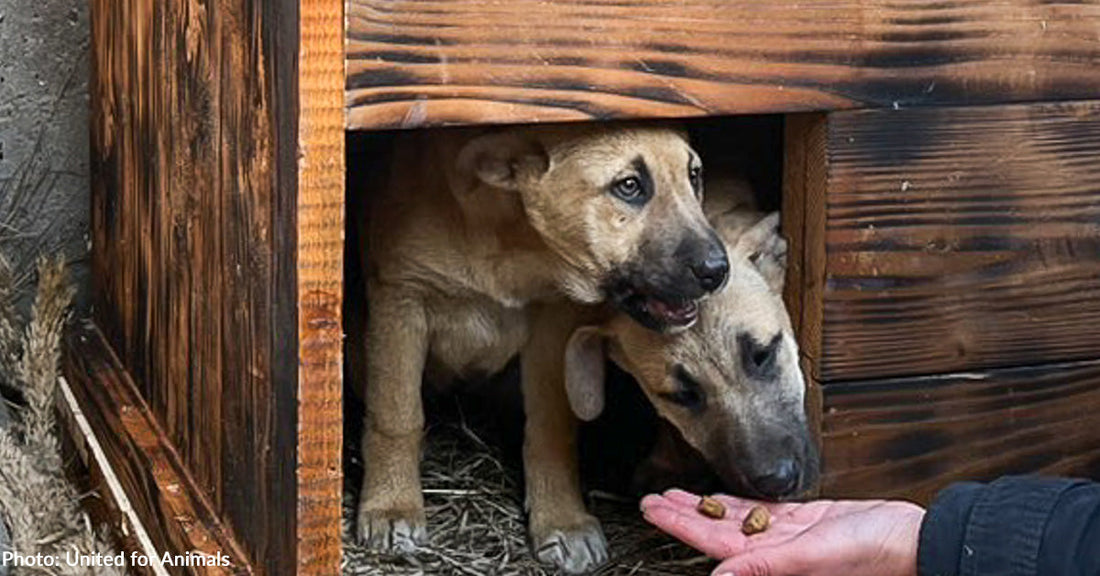 Homeless Dogs in Ukraine Stay Warm in Donated Dog Kennels