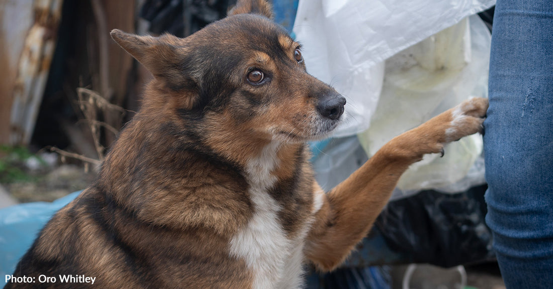 Homeless Pets In Ukraine Still Need Our Help, Especially As Winter Approaches