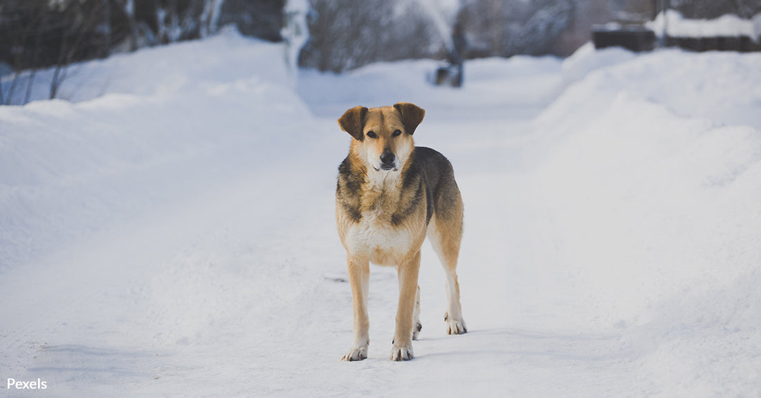 A Compassionate Approach To Supporting Stray Animals in Winter