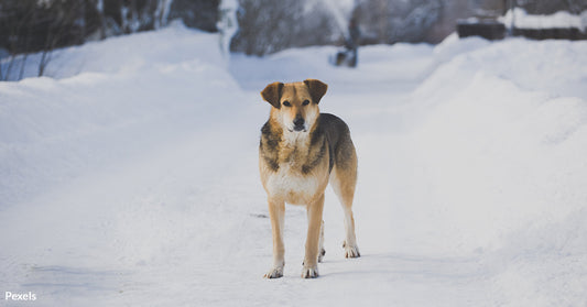 A Compassionate Approach To Supporting Stray Animals in Winter