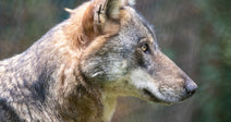 Protect Wolves From Cruel And Illegal Poison Attacks
