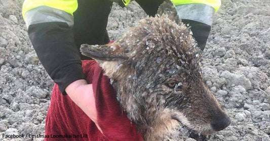 Rescuers Save Dog from Freezing River Before Realizing It Is a Wolf