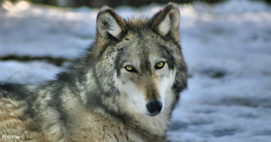 Nevada Wildlife Officials Investigating Possible Wolf Sighting in the State