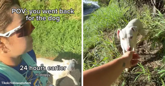 Split-screen image of a woman in sunglasses approaching a small white dog by a roadside, then reaching out as the dog cautiously comes closer through tall grass.