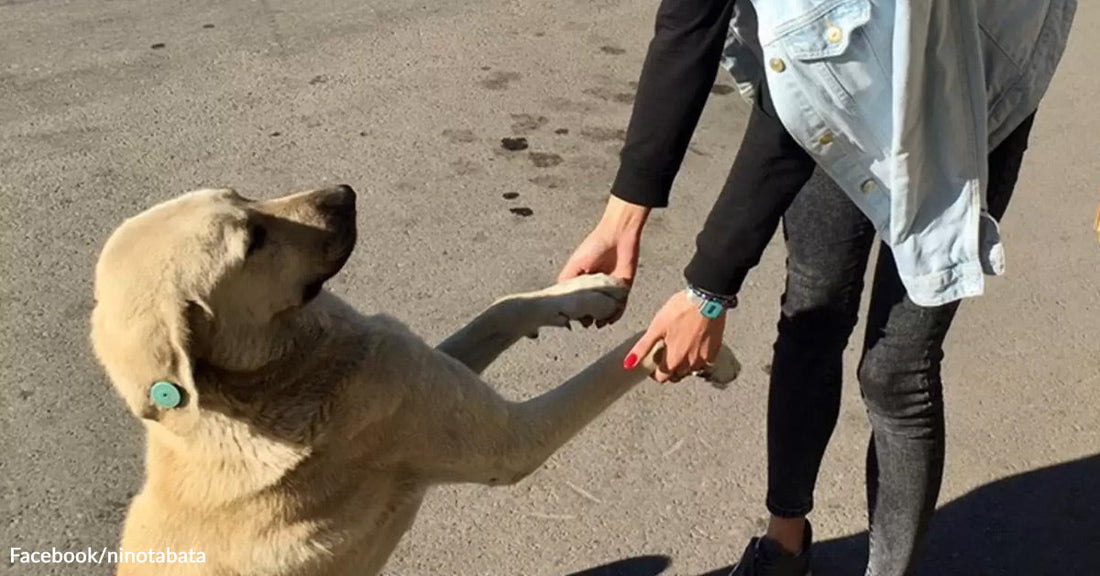 A tan street dog stands on a paved road and lifts both front paws toward a woman, who bends down to hold them.